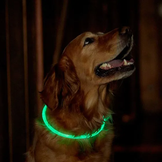 Orvis Collars|Led Rechargeable Safety Collar