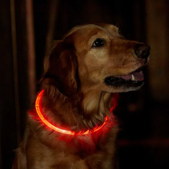 Orvis Collars|Led Rechargeable Safety Collar